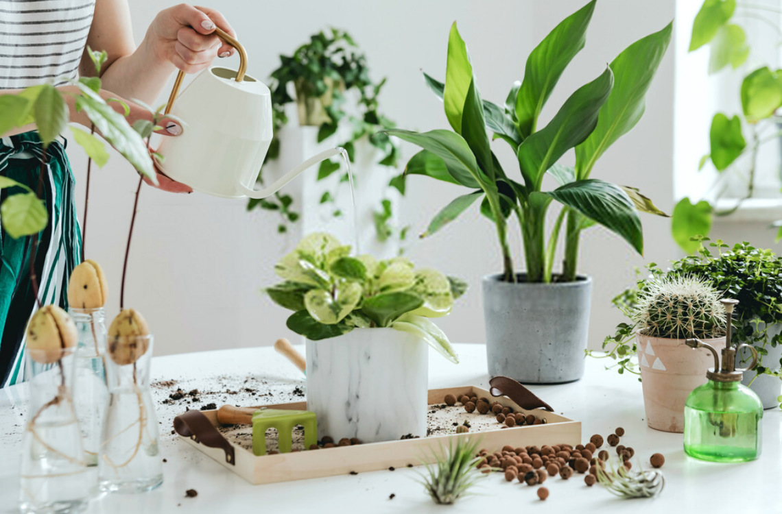 Indoor Plants: How It Impacts Your Family’s Well-being