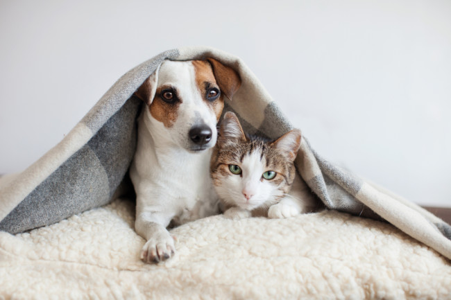 dog and cat as pets