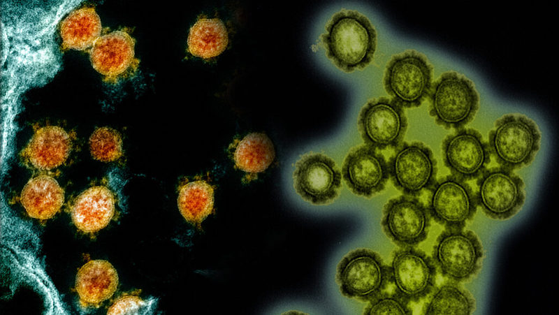 Covid-19 & Flu Virus