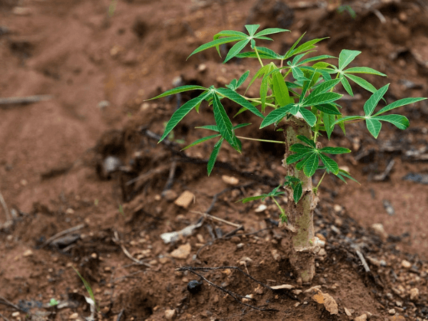 growing cassava by stem