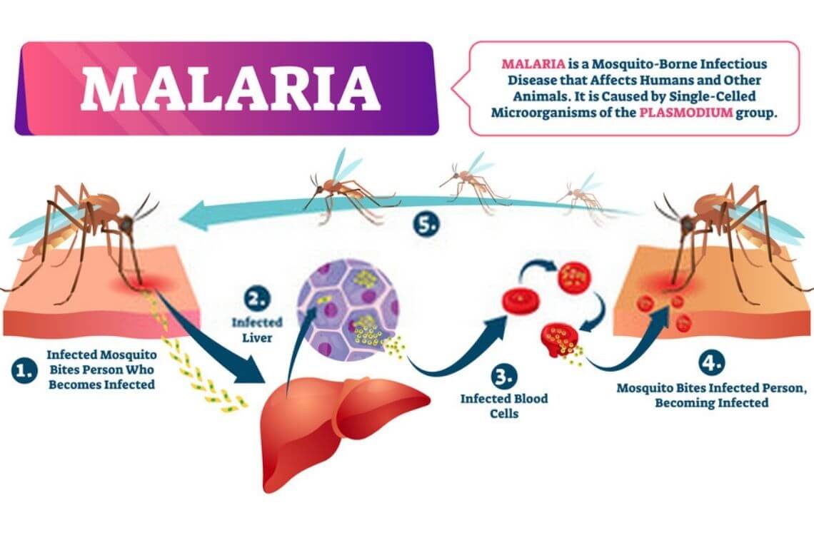 causes of malaria disease