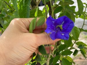 Butterfly blue pea flower