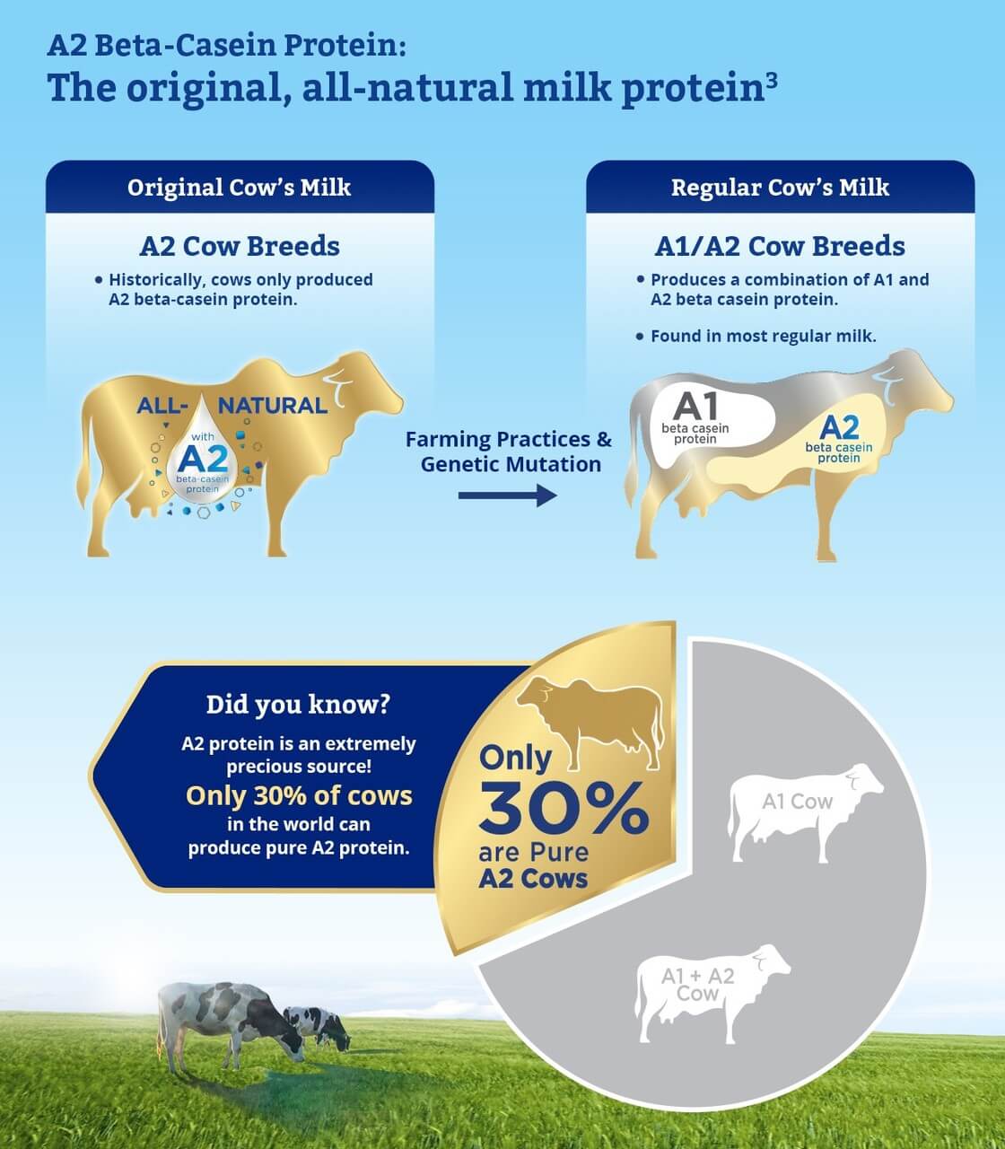 A2 Milk Protein by Enfagrow 