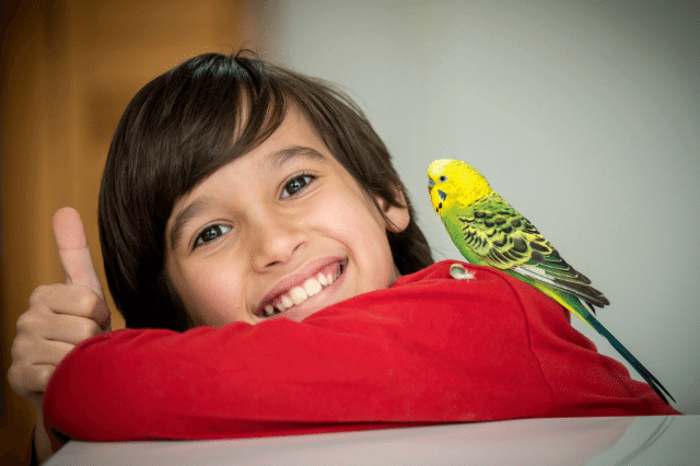 A parakeet is standing on a happy boy's shoulder.