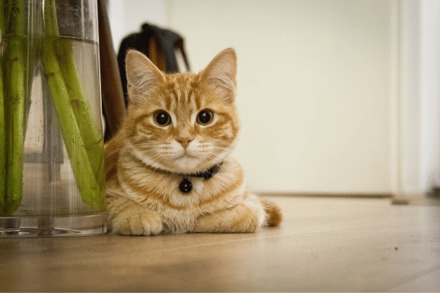 A cute cat is sitting on the floor.
