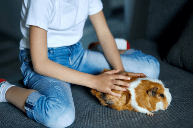 A girl is touching her starter pet, a guinea pig.