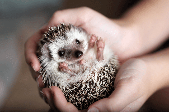 A person is holding a cute hedgehog in hand.