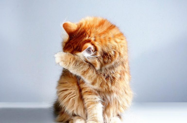 cats make good pets