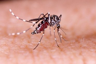 new-dengue-treatment