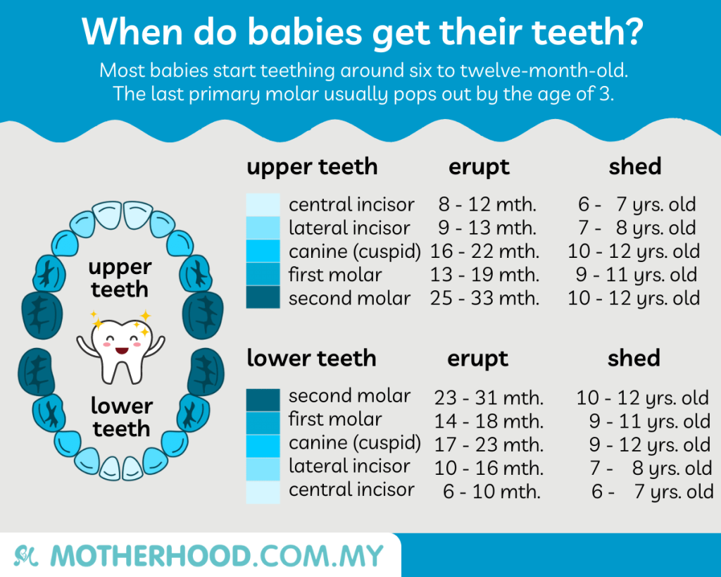 This infographic shares when the babies will get their baby teeth.