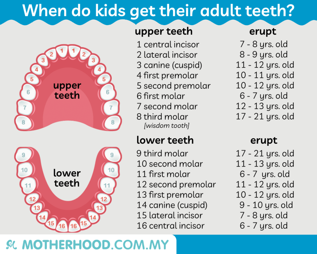 This infographic shares about the timeline of permanent teeth eruption.