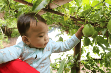 A 13-month-old boy is trying to pluck a passion fruit.