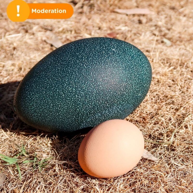 emu eggs are healthy eggs for pregnancy