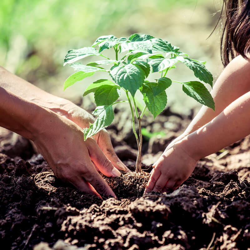 parent-child-planting