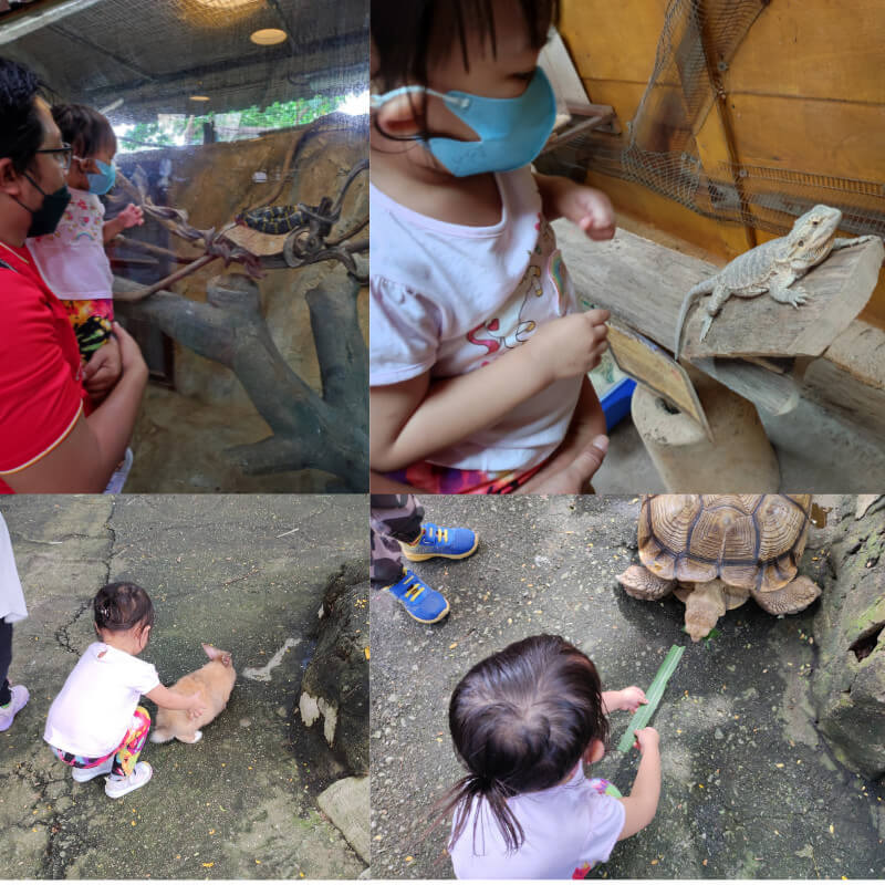 A family day out at the mini zoo