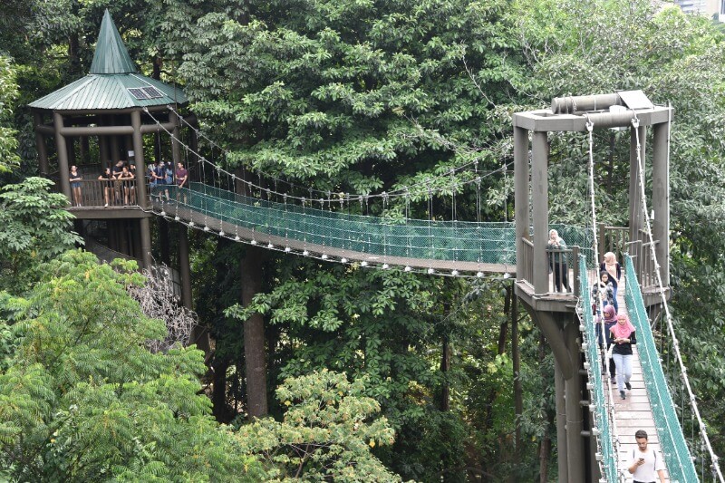 father's day hanging bridge in a green forest
