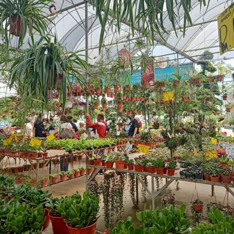 Nursery near me Paling Horticulture