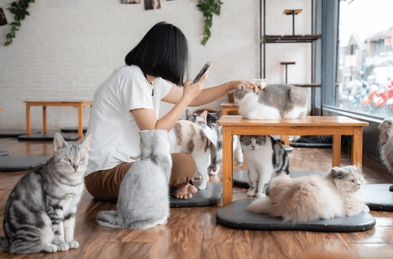 A Woman taking Pictures with Cats in a Cat Friendly Café