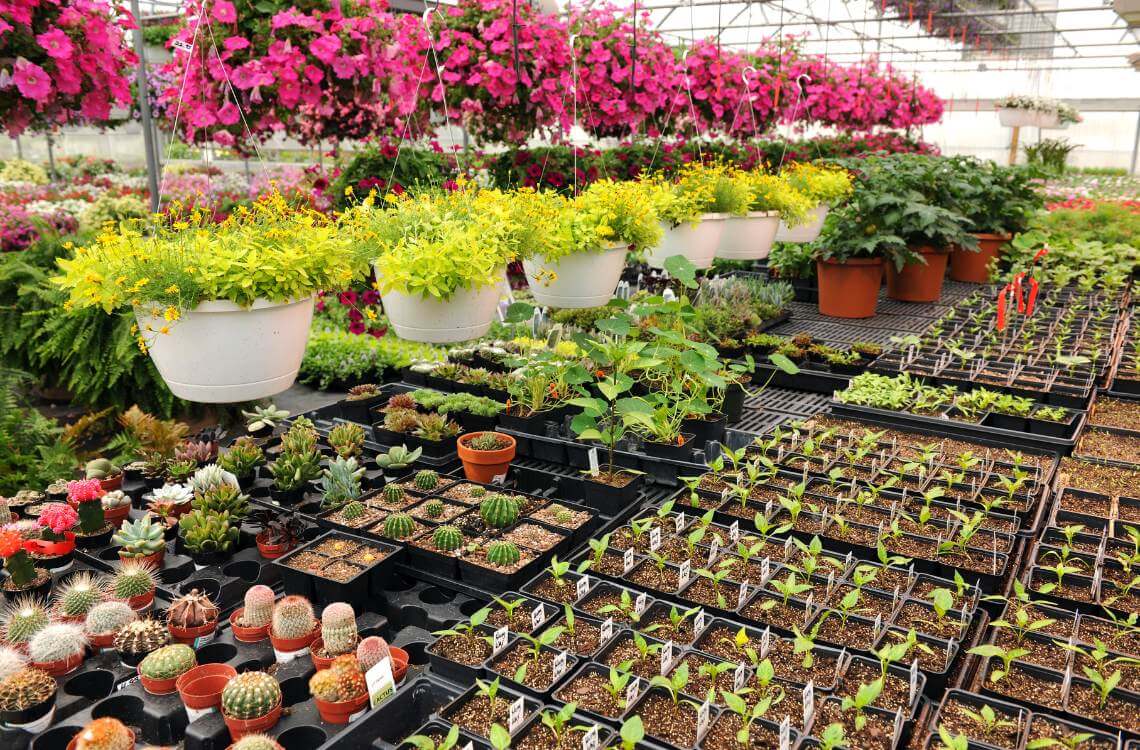 Plant Nurseries Near Me In The Klang Valley 2024 