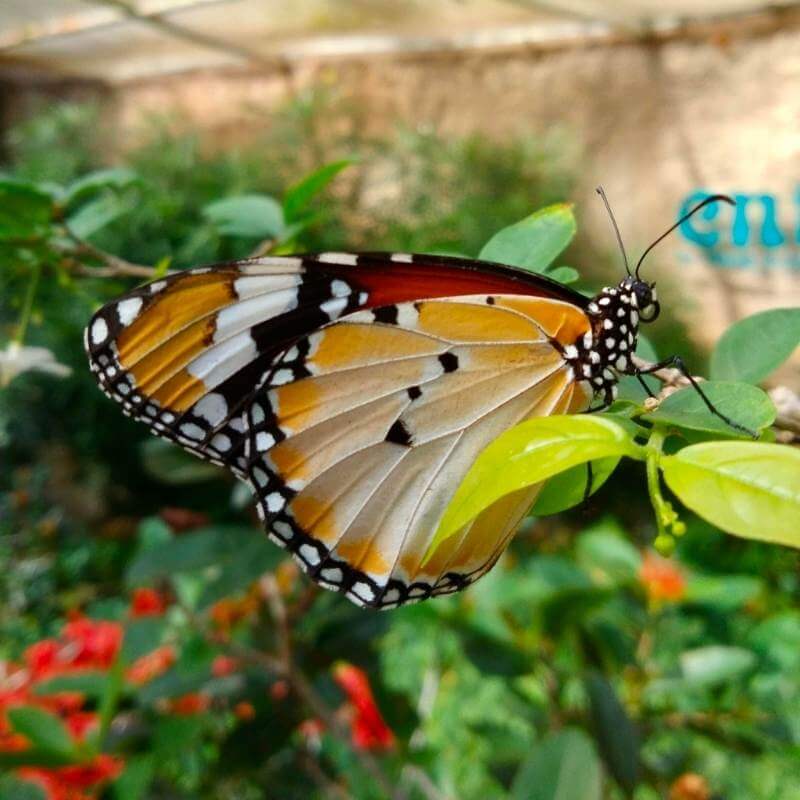 Entopia Penang Butterfly Farm