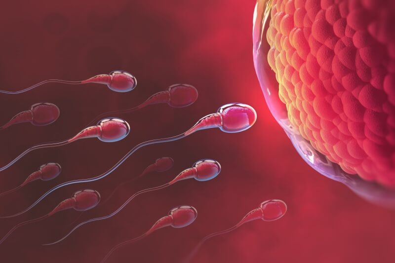 sperm-egg-first-trimester