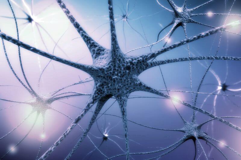 neurons-nervous-system