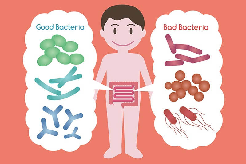 gut-bacteria