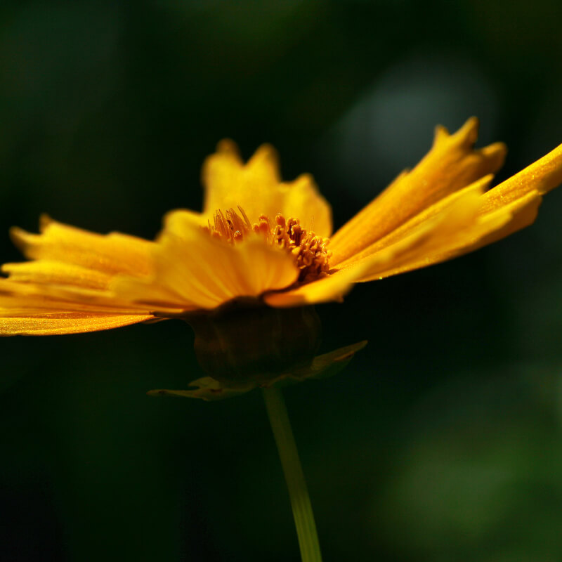 Flower Suncatcher