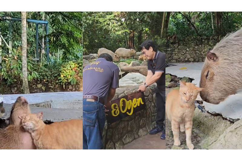 cat-oyen-at-the-capybara-enclosure
