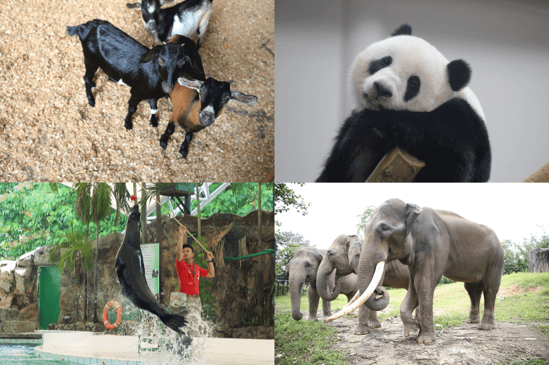 attractions-at-zoo-negara
