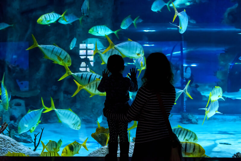 family-aquarium-dayout-calm