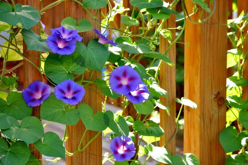 morning-glory-flowers