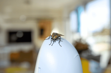 Header- Infestation of Houseflies
