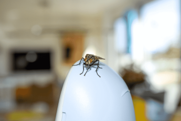 Header- Infestation of Houseflies
