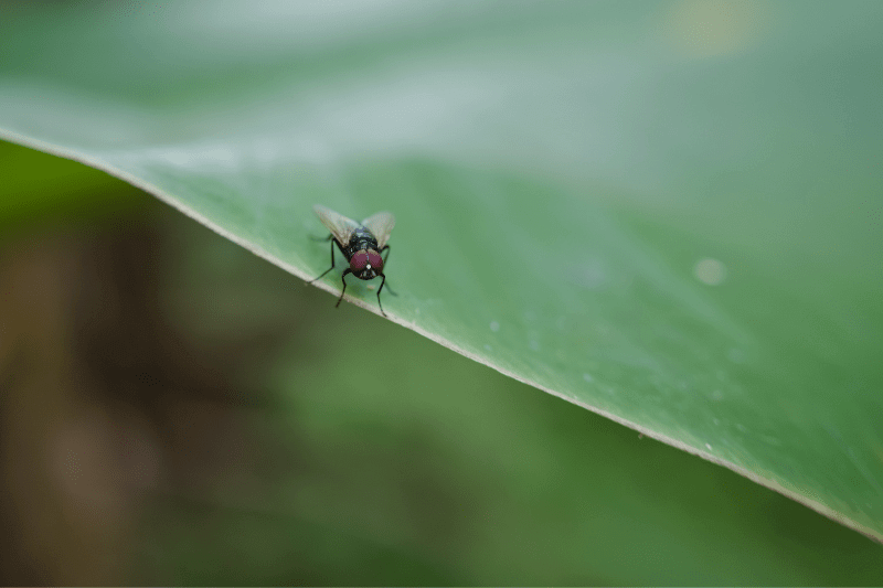 housefly outdoors on leaf