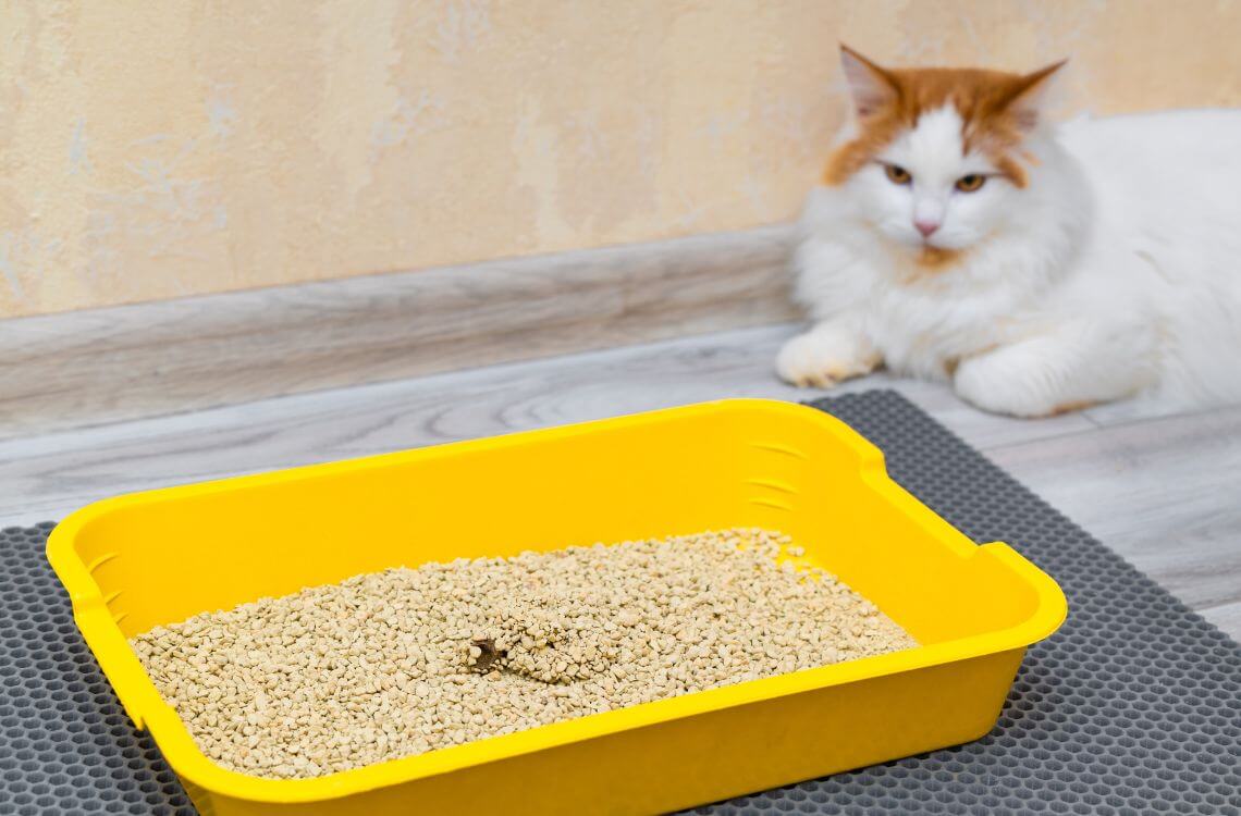 cat-faeces-litter-box