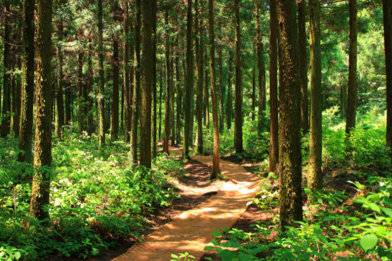 forest