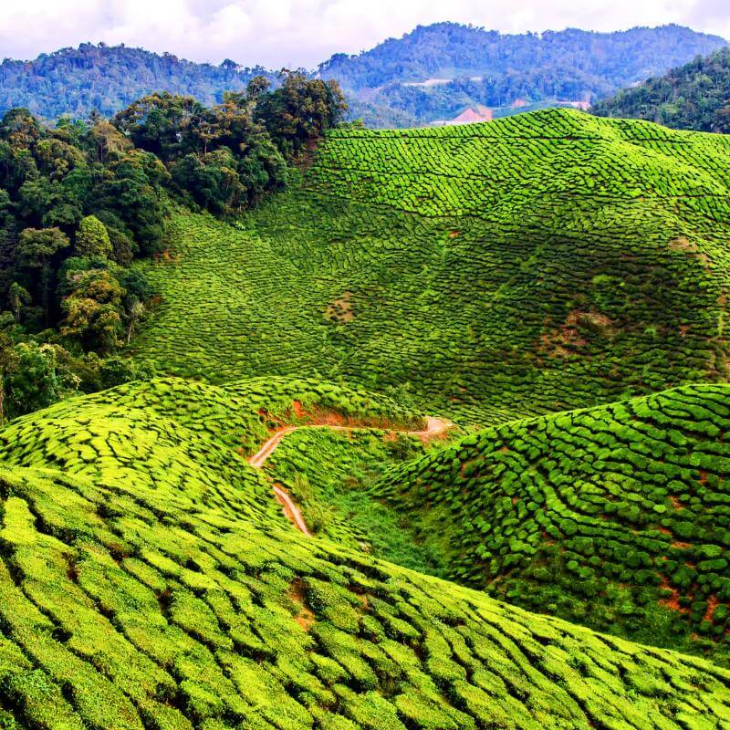 Cameron Highlands