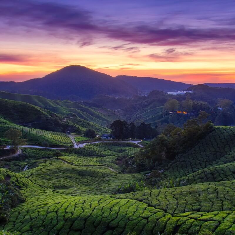Introduction to Cameron Highlands