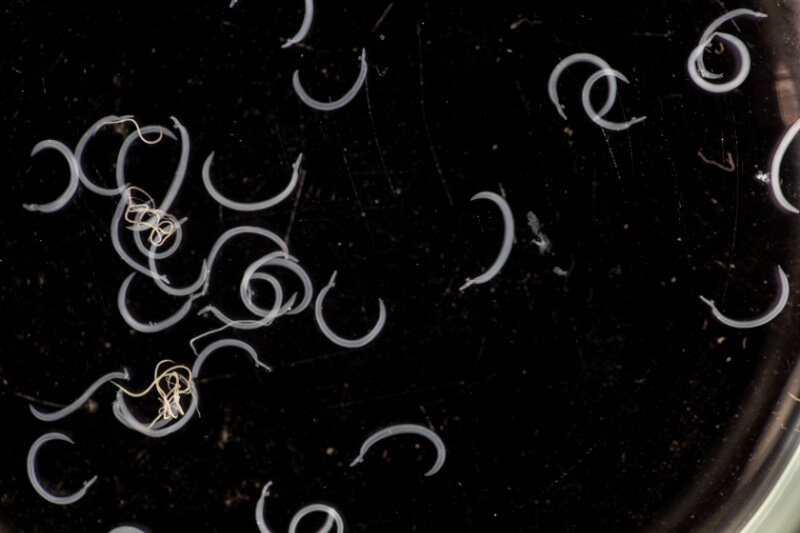 worm1