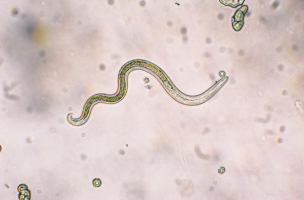worm-featured