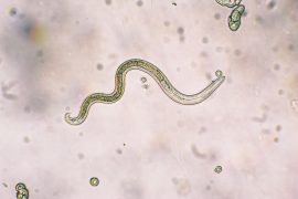 worm-featured
