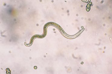 worm-featured