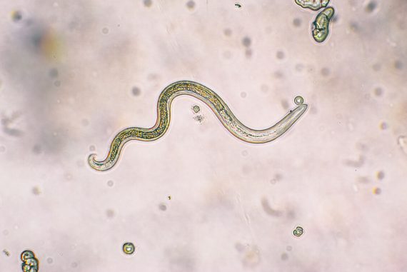 worm-featured