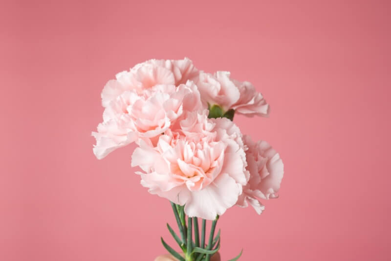 carnation