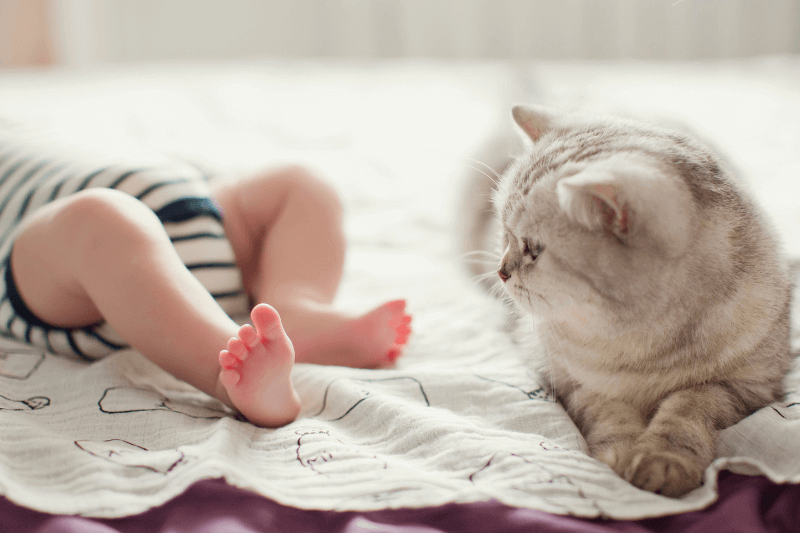 cat meets newborn