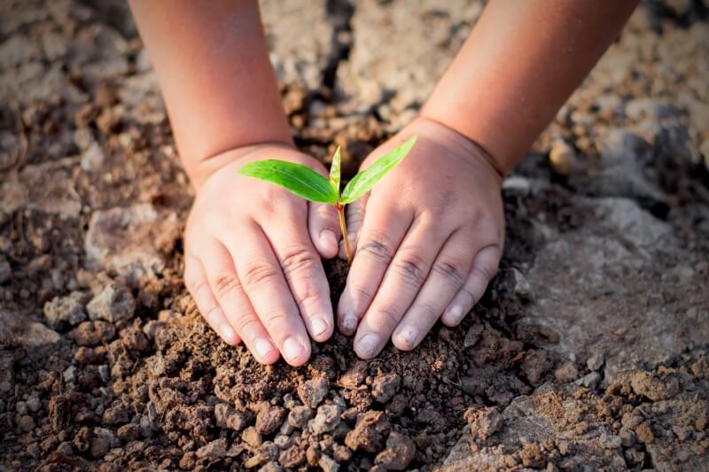 little hands planting seeds