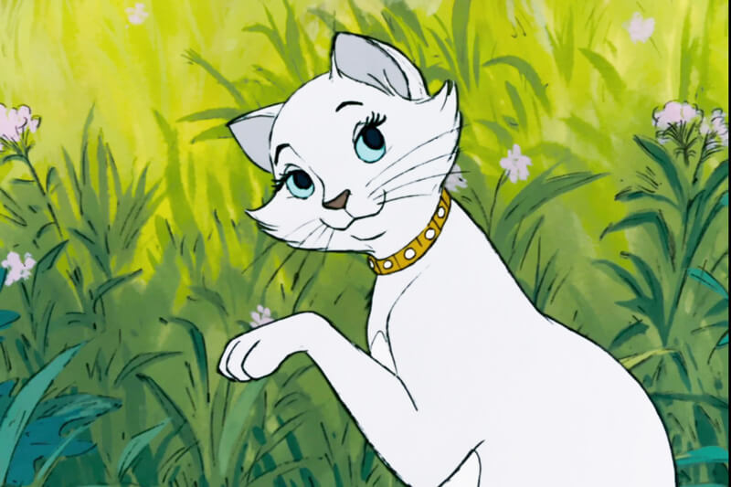 duchess