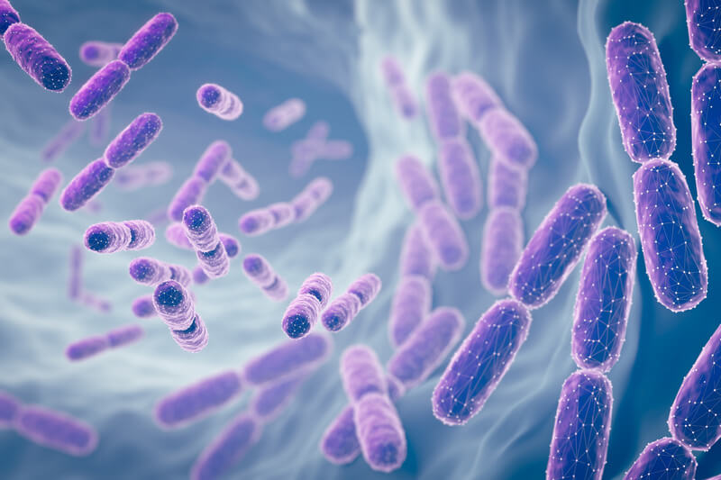 bacteria