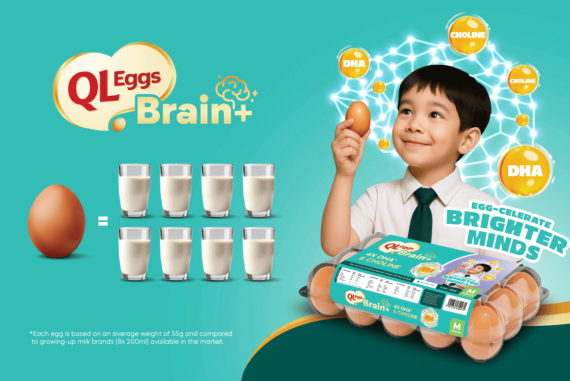 QL Eggs Brain +